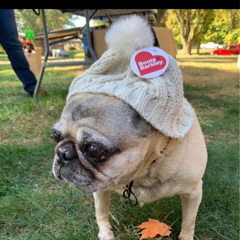 Boots & Barkley Dog Pom Hat